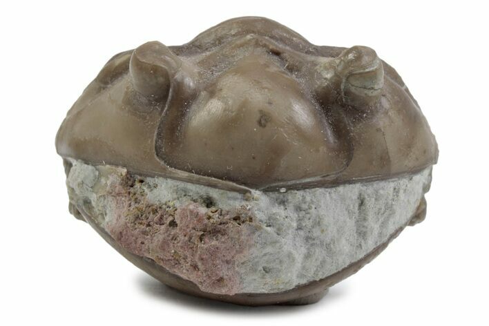 Bargain, Enrolled Fossil Asaphus Expansus Trilobite - Russia #363211